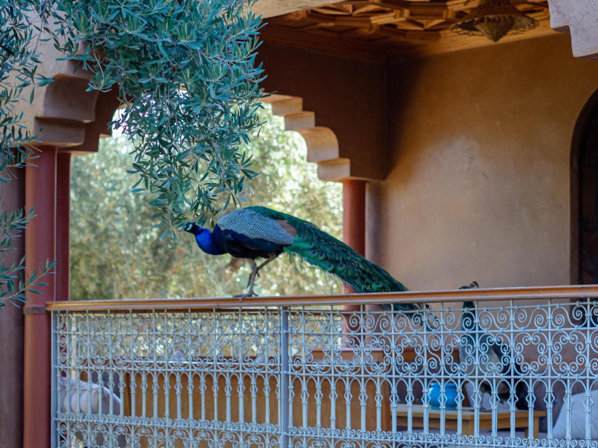 Ferme Sidi Safou & Spa Villa Marrakesh Exterior photo