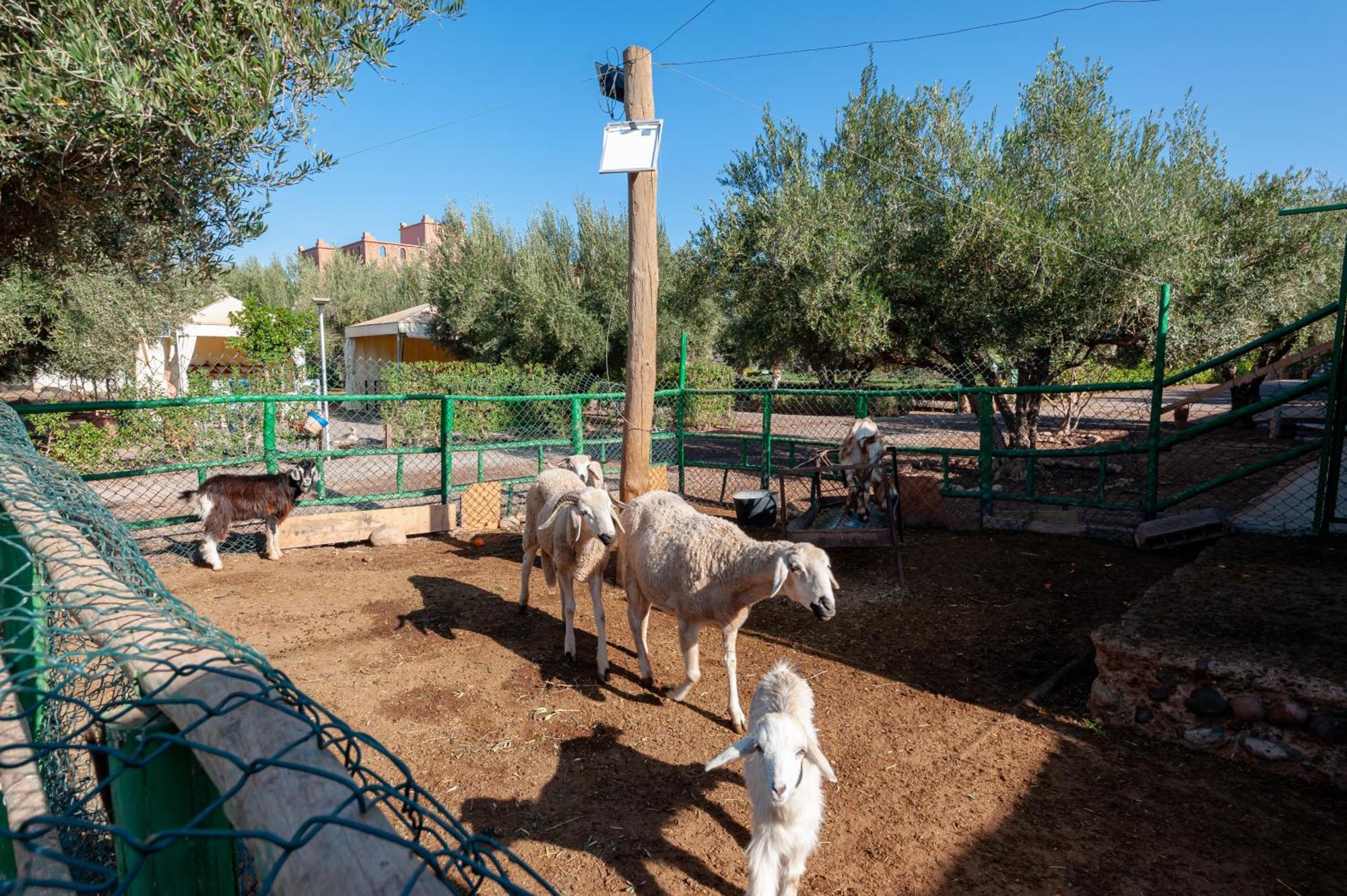 Ferme Sidi Safou & Spa Villa Marrakesh Exterior photo