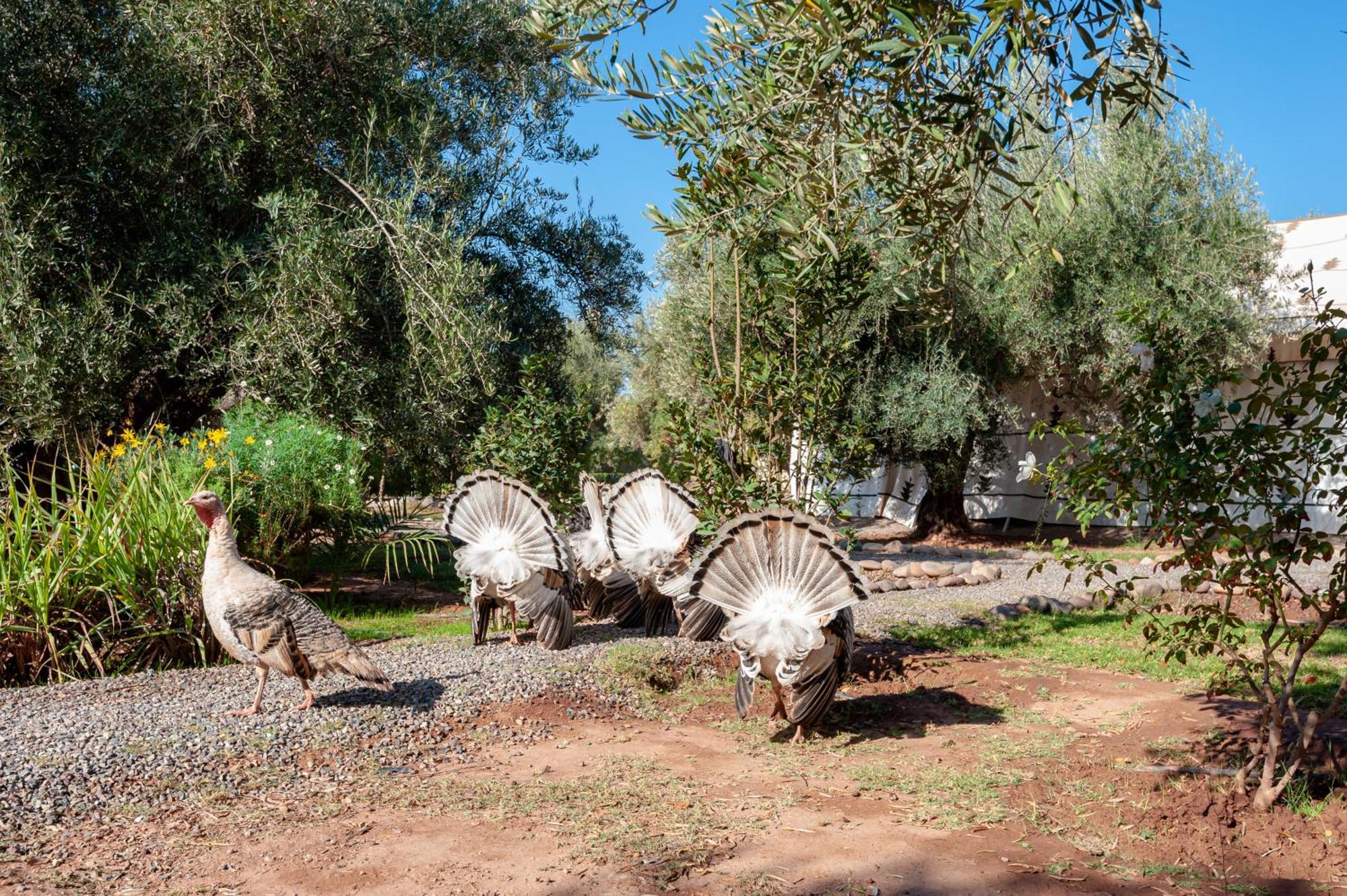 Ferme Sidi Safou & Spa Villa Marrakesh Exterior photo