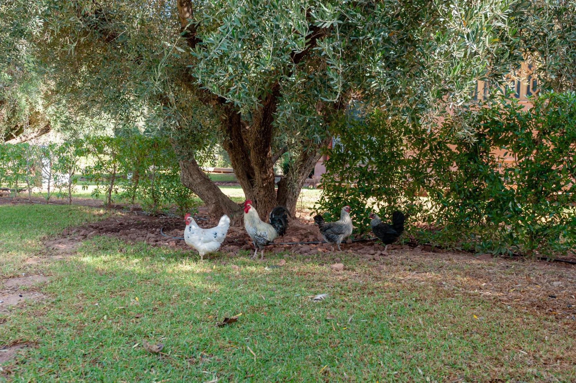 Ferme Sidi Safou & Spa Villa Marrakesh Exterior photo